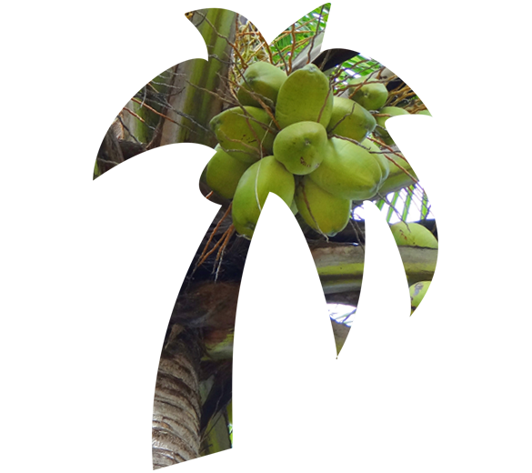 coconut tree